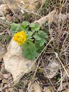 Image of Trollius dschungaricus Regel