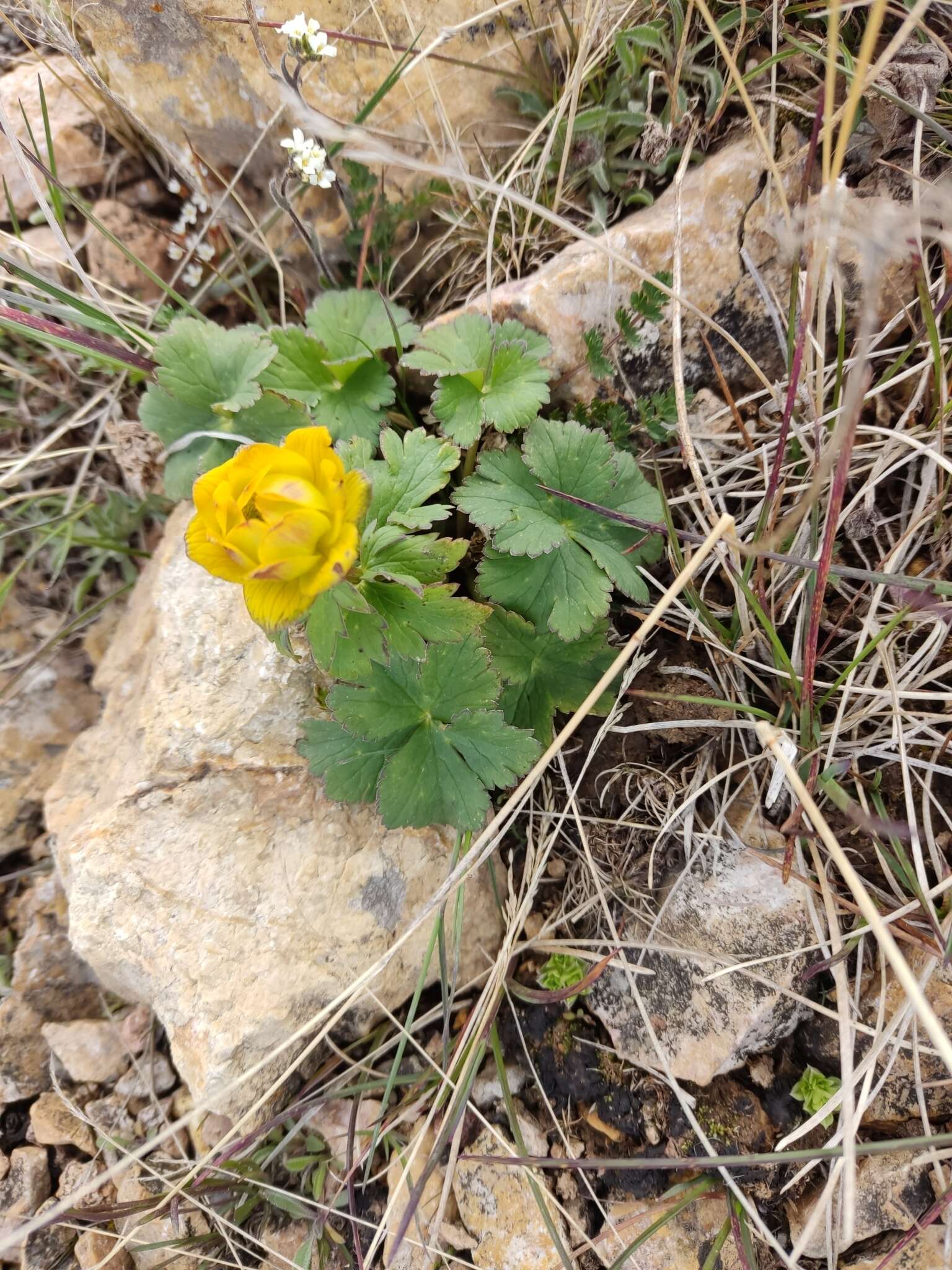 Image of Trollius dschungaricus Regel