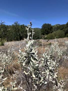 Imagem de Eriodictyon tomentosum Benth.