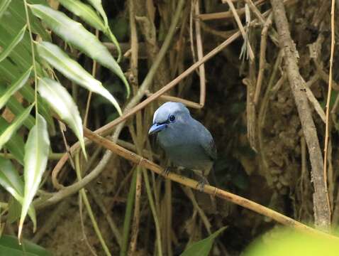 Imagem de Terpsiphone cyanescens (Sharpe 1877)