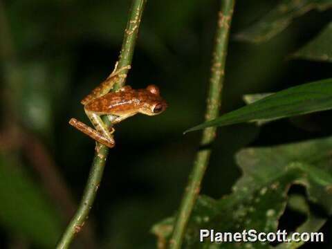 Image of Convict Tree Frog