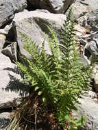 Image of Dryopteris villarii (Bell) Woynar ex Schinz & Thell.