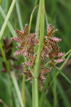 Image of Umbrella Flat Sedge