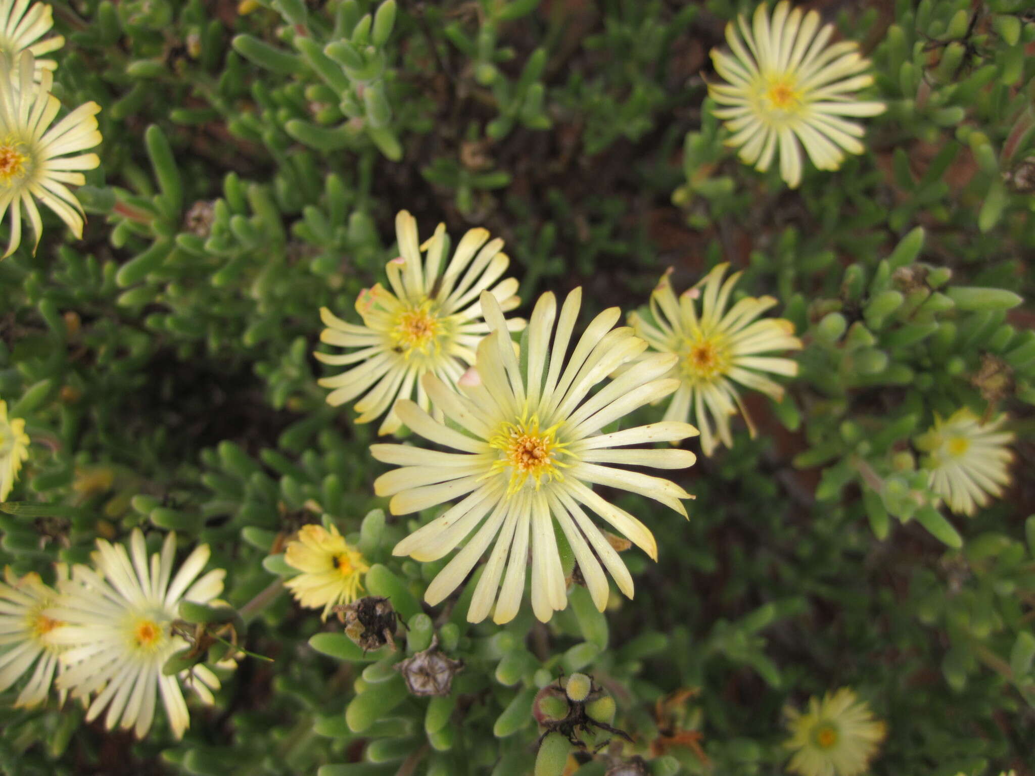 Image of Delosperma crassum L. Bol.