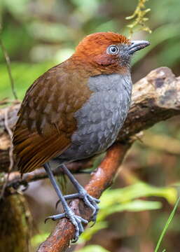 Image of Chestnut-naped Antpitta