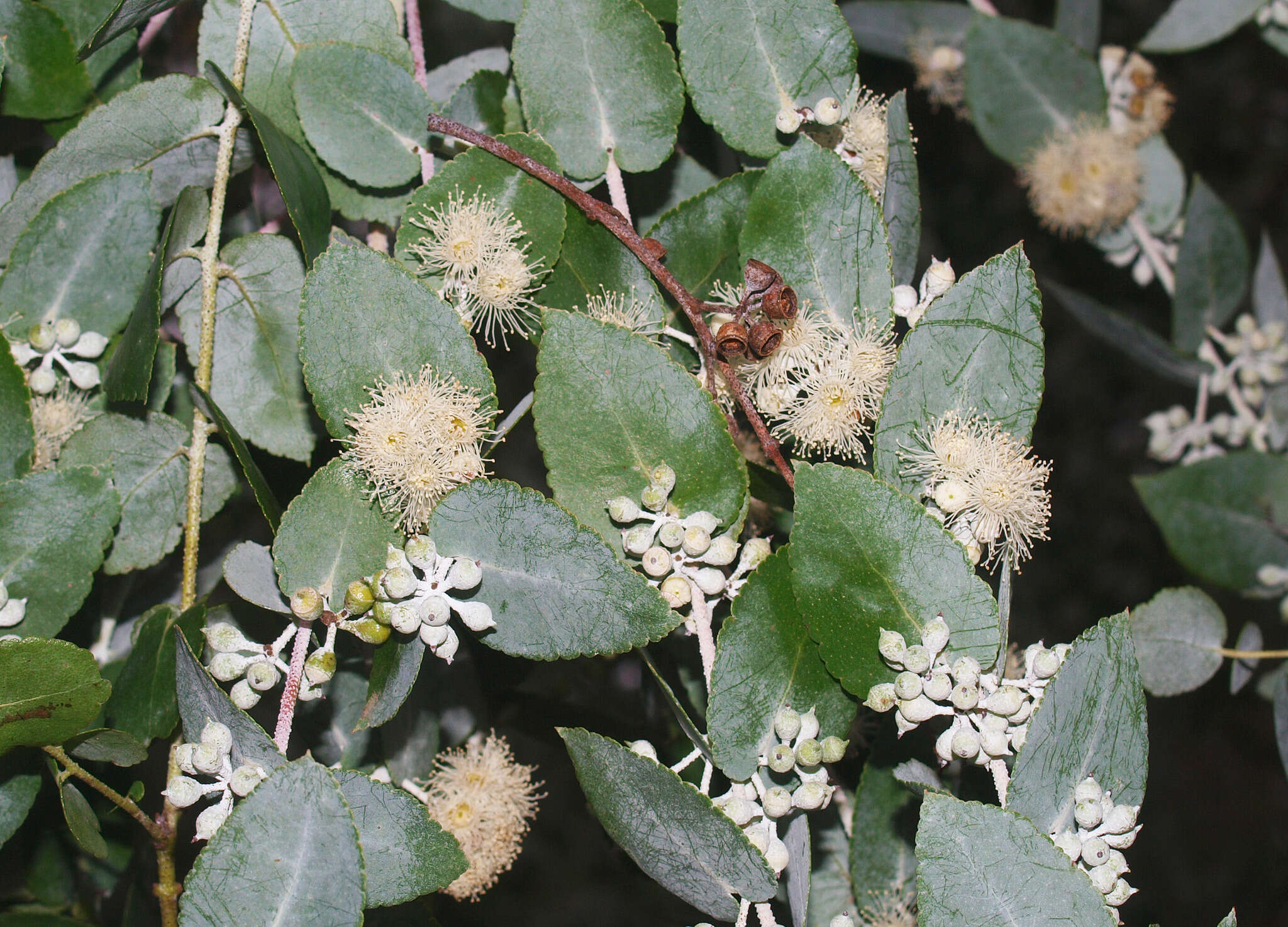 Image of silver-dollar eucalyptus