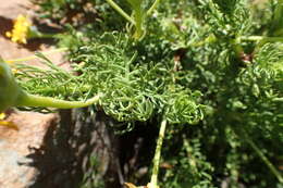 Euryops rupestris Schltr. resmi