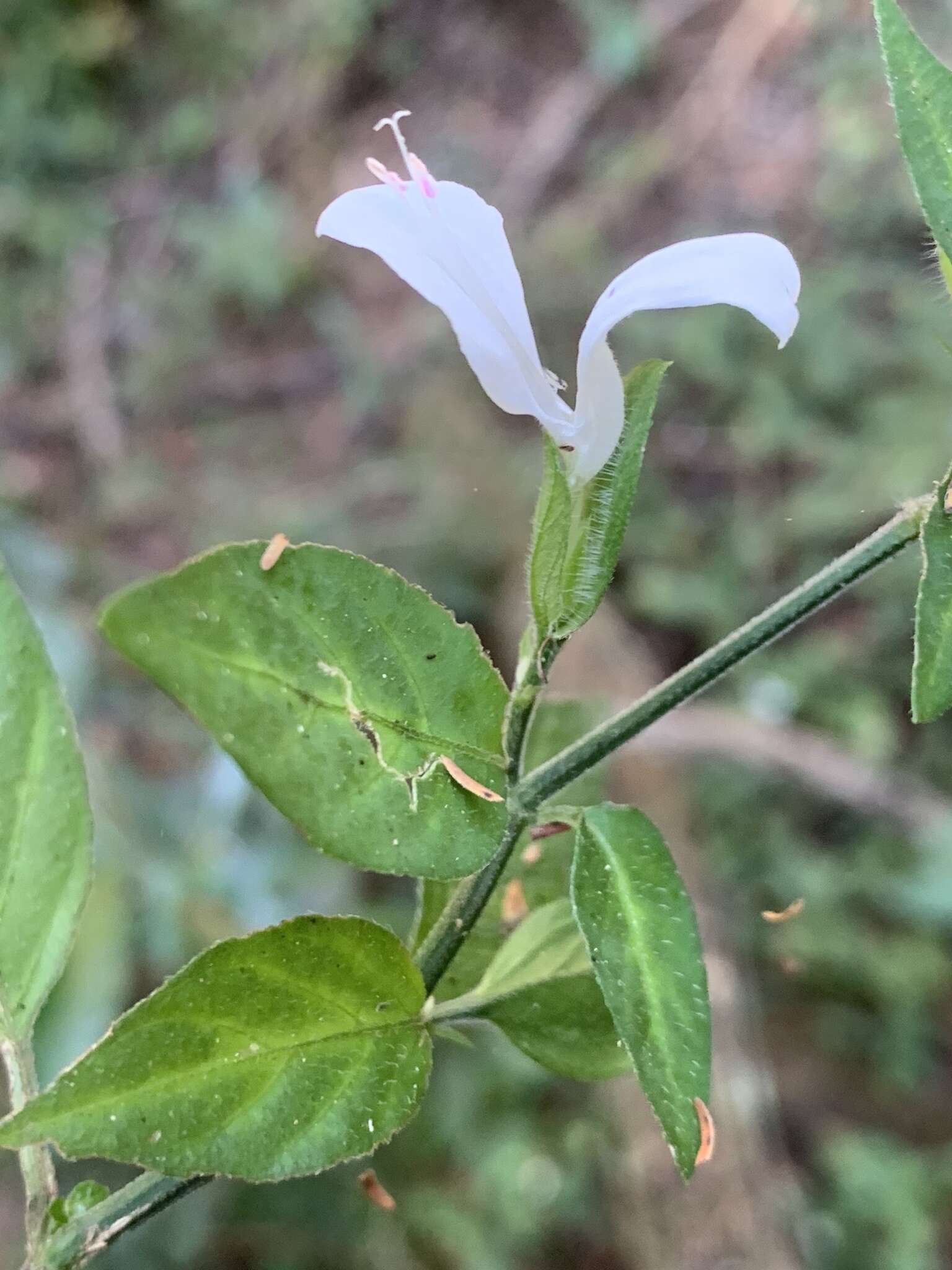 Image of Dicliptera extenta S. Moore