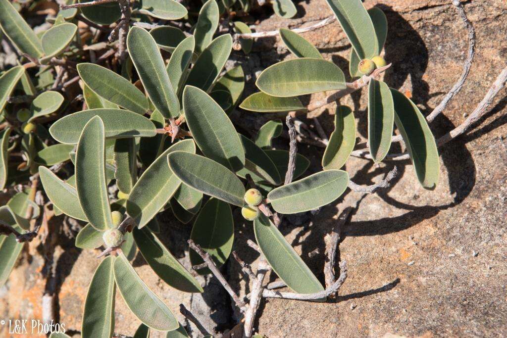 Image of Ficus menabeensis H. Perrier