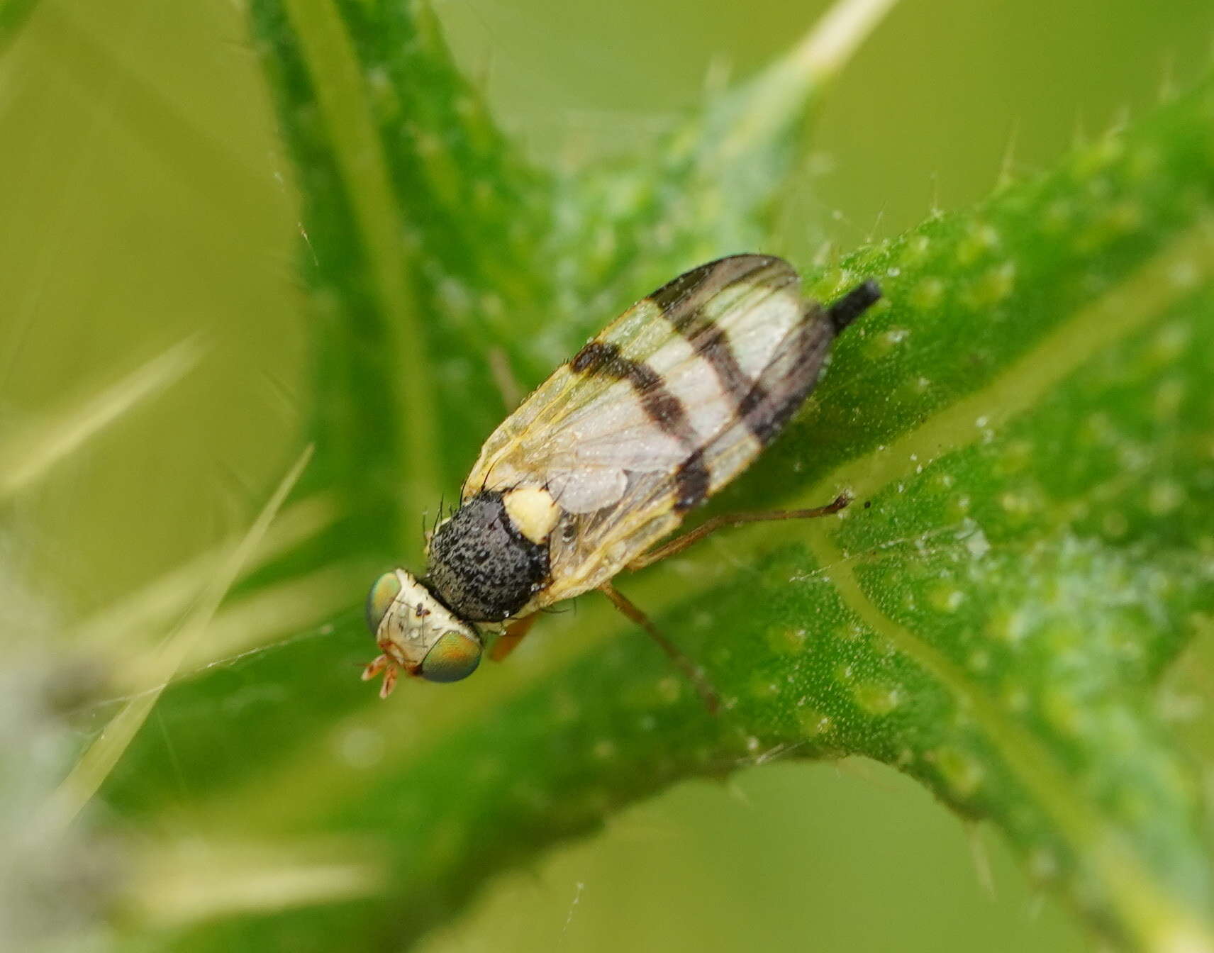 Image of Urophora stylata (Fabricius 1775)