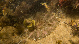 Image of collared sand anemone