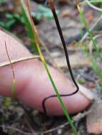 Image of Disa bifida (Thunb.) Sw.