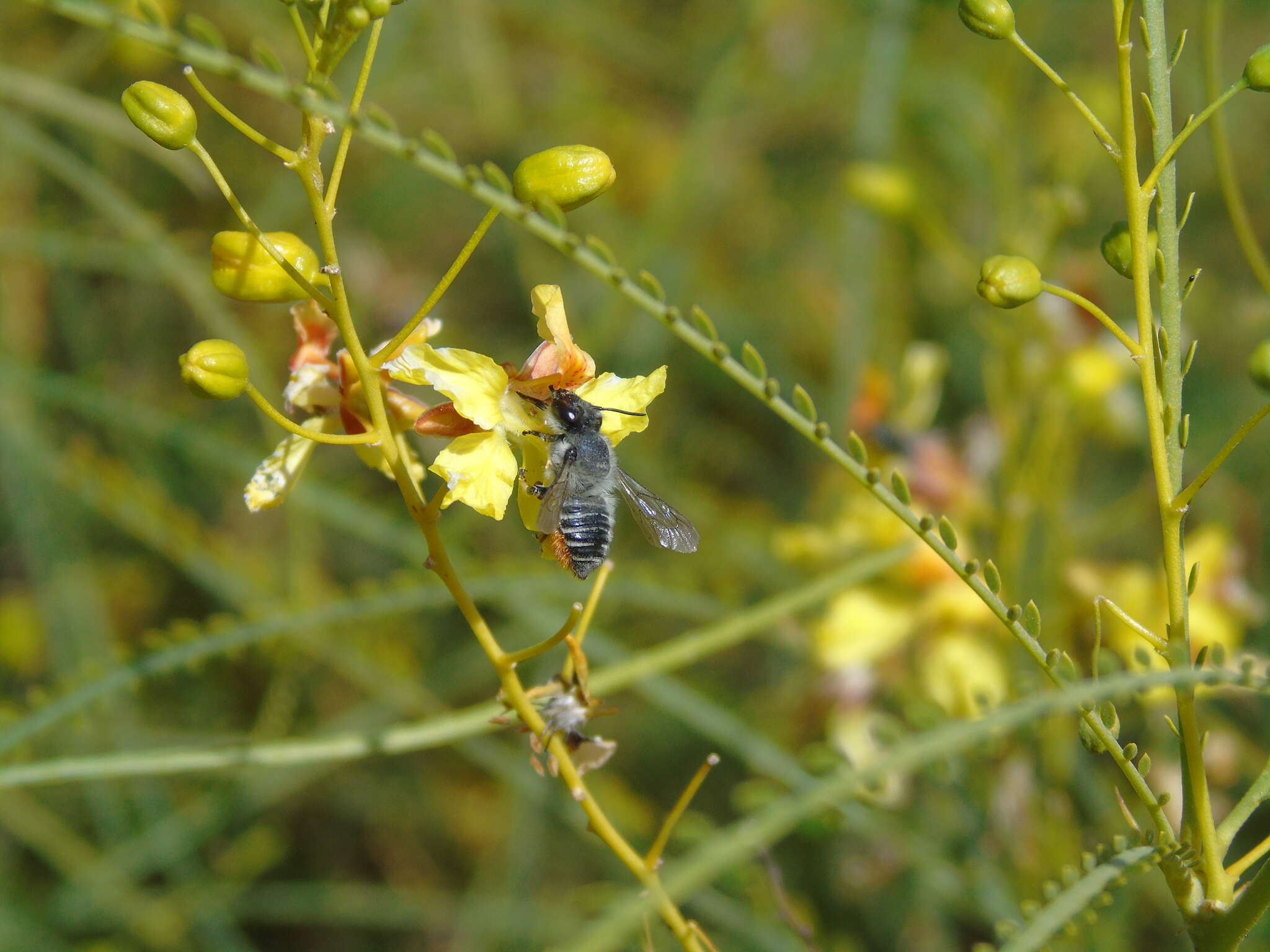 Image of Megachile pollinosa Spinola 1851