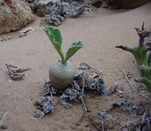 Image of Pelargonium klinghardtense Knuth