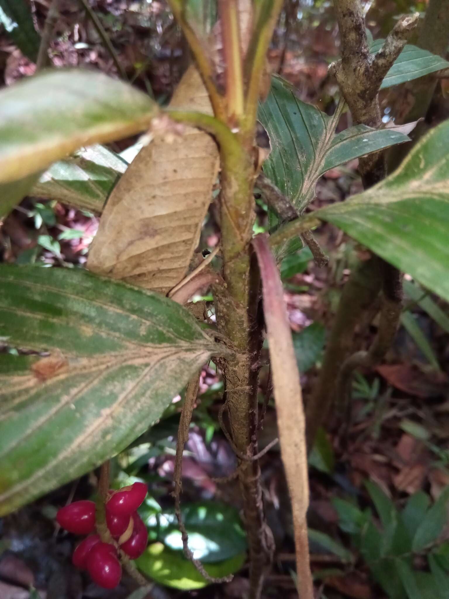 Image of Dypsis catatiana (Baill.) Beentje & J. Dransf.