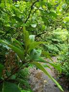 Arachnothryx buddleioides (Benth.) Planch. resmi