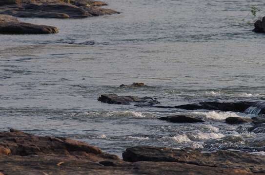 Image of Nile crocodile