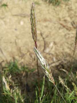 Image of Somerset hair grass