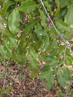 Image de Salacia madagascariensis (Lam.) DC.