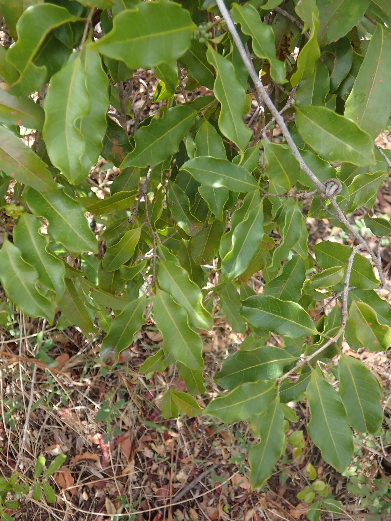 Salacia madagascariensis (Lam.) DC.的圖片