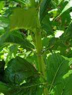 Image of Australian gypsywort