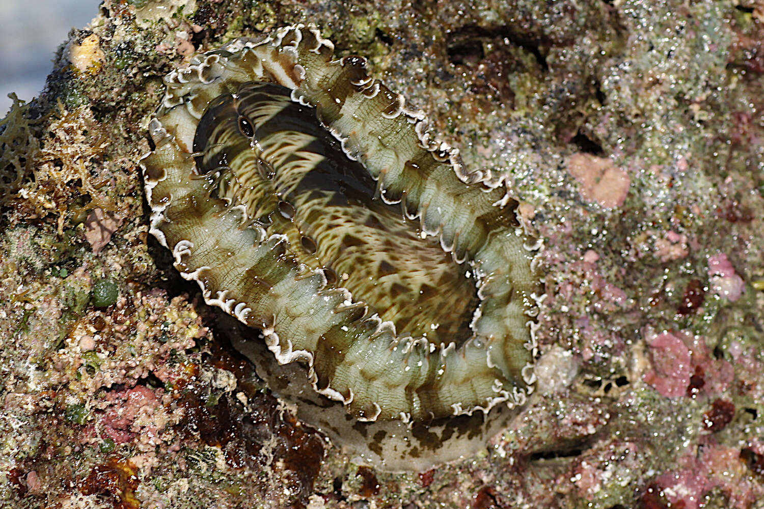 Image of Ass's ear abalone