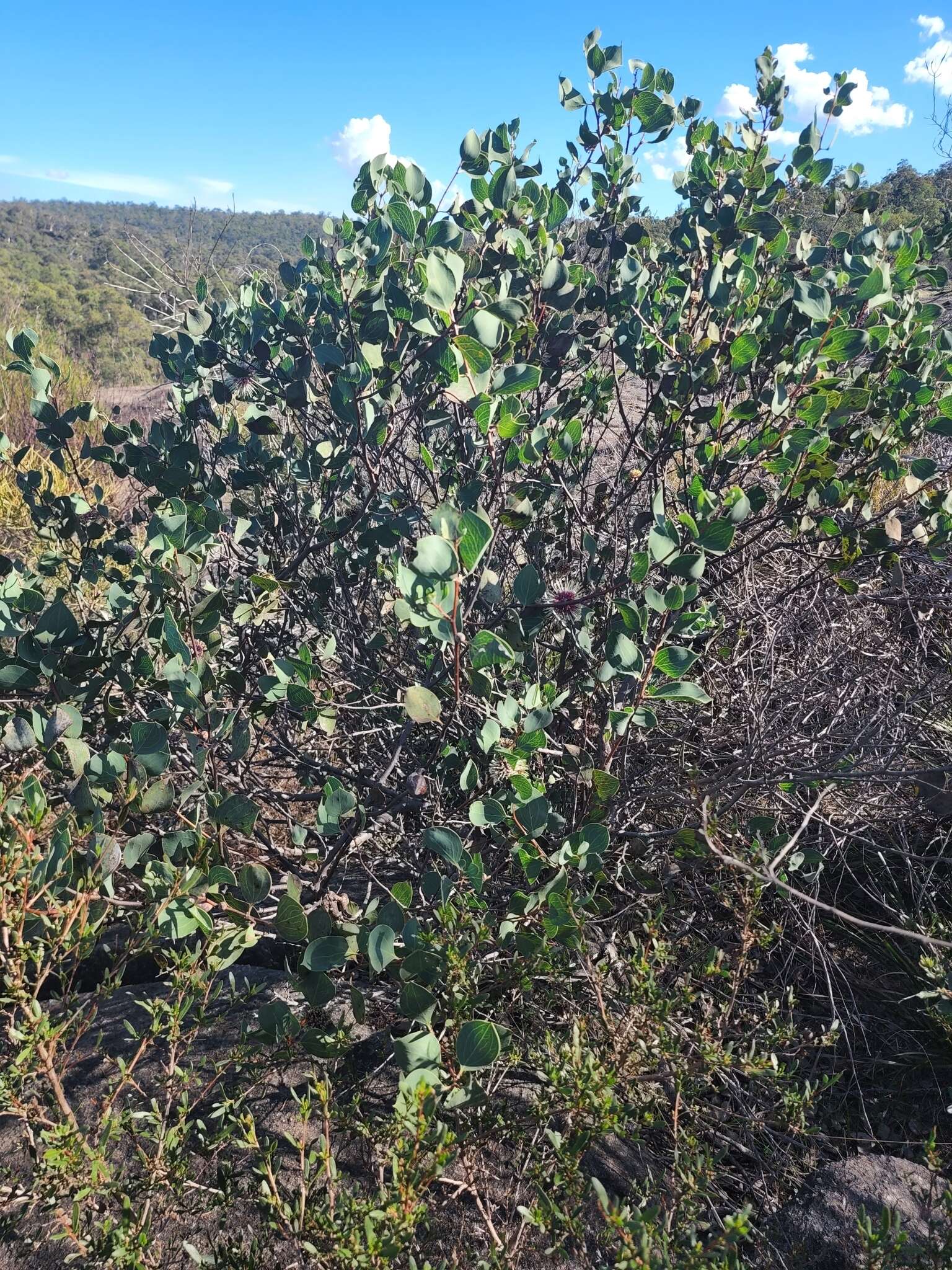 Image de Hakea petiolaris Meissn.