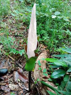 Image of Amorphophallus hewittii Alderw.