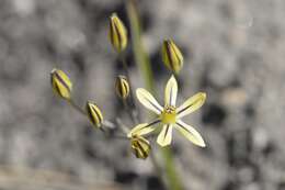 Sivun Triteleia ixioides (Dryand. ex W. T. Aiton) Greene kuva