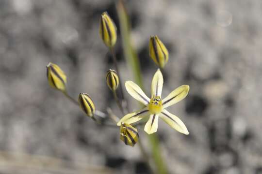 Sivun Triteleia ixioides (Dryand. ex W. T. Aiton) Greene kuva