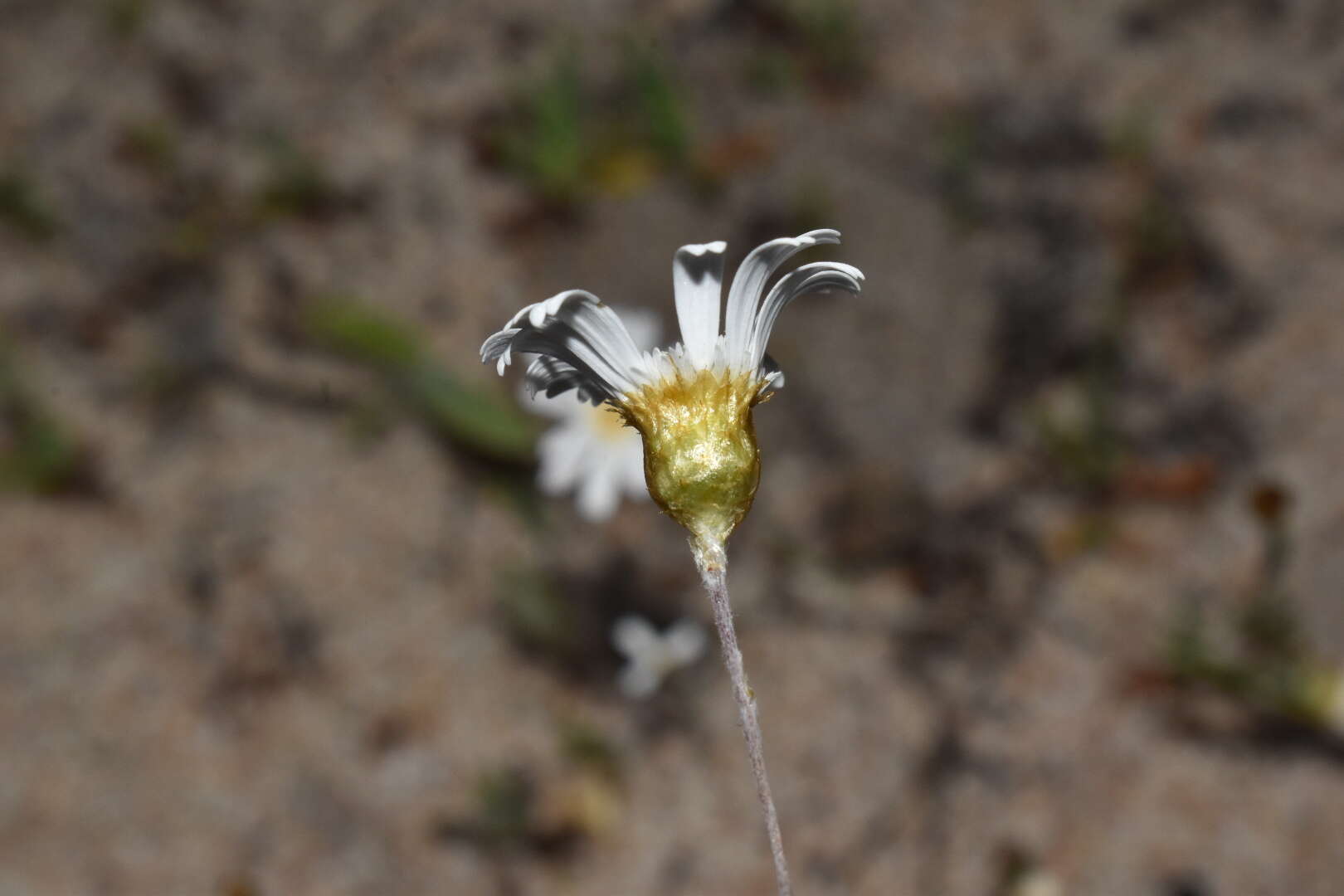 Image of Podolepis gracilis R. Grah.