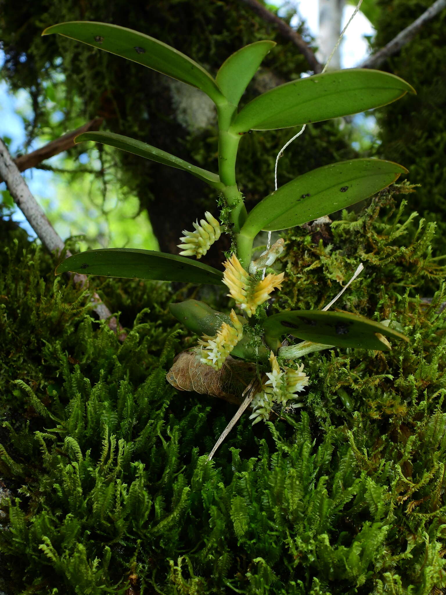 Image of Fairy bentspur orchid