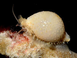 Image of chick-pea cowrie