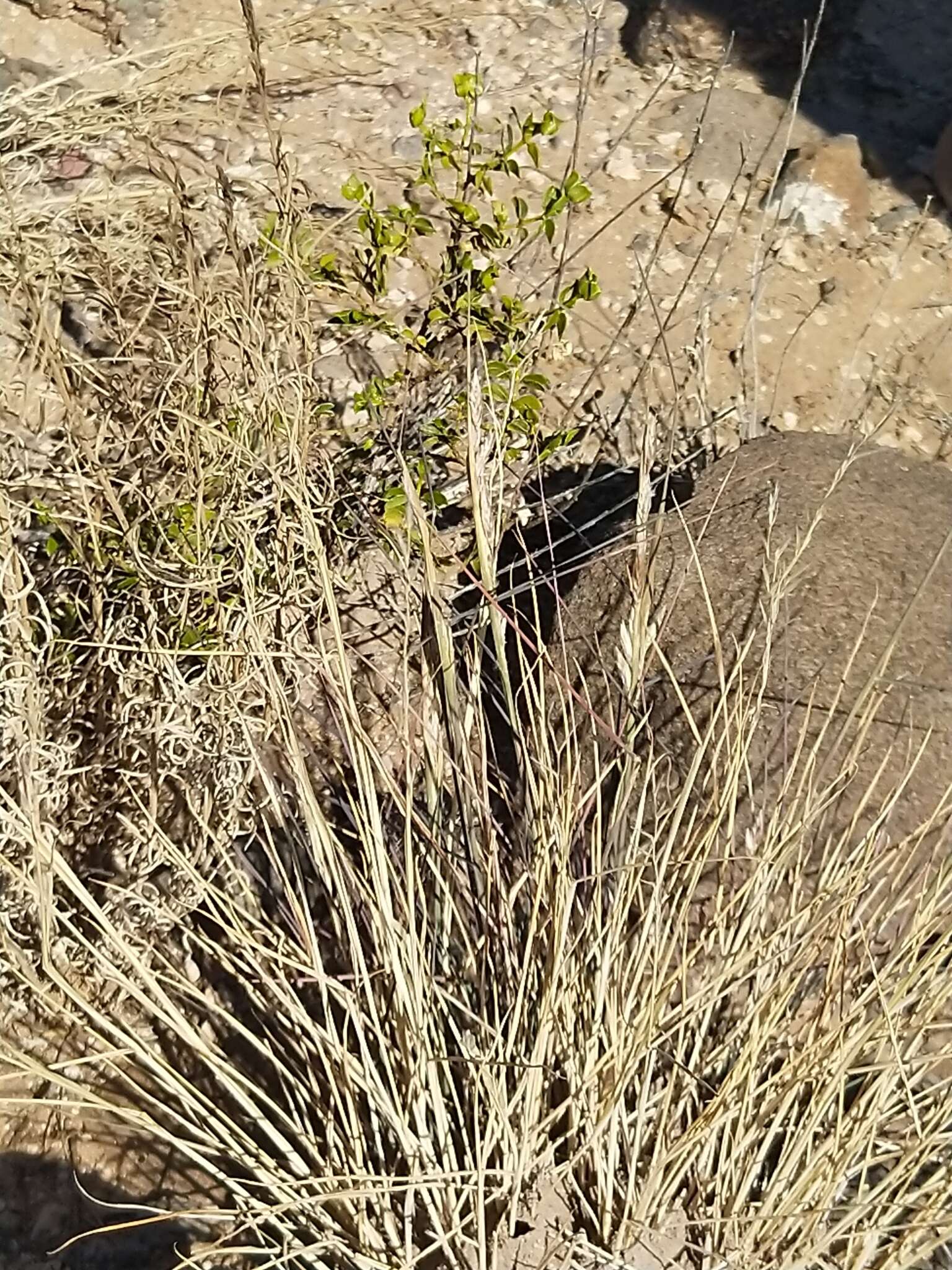 Image of Awnless Fluff Grass