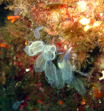 Image of bluestriped light bulb tunicate