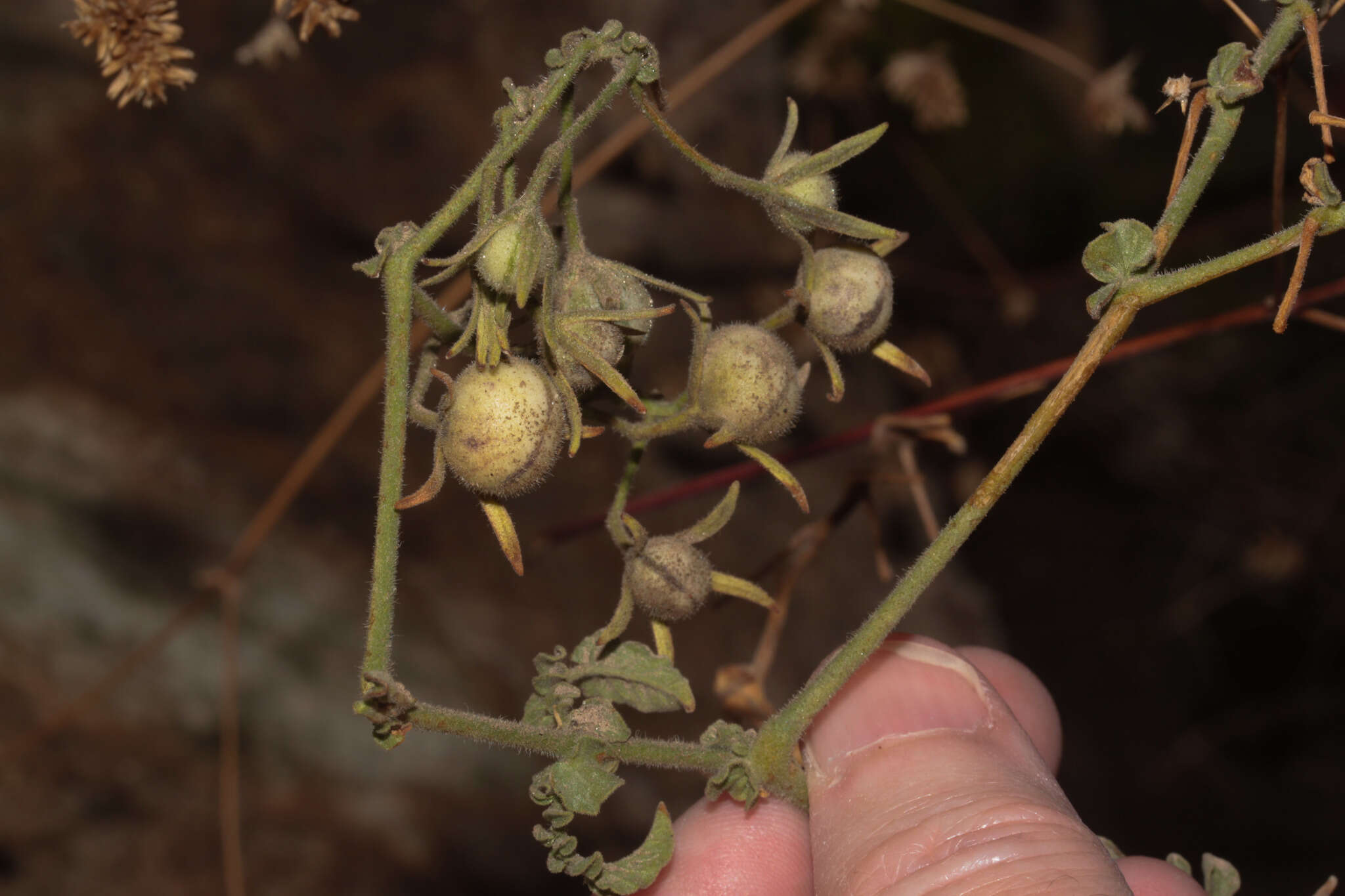 Image of Peruvian nightshade