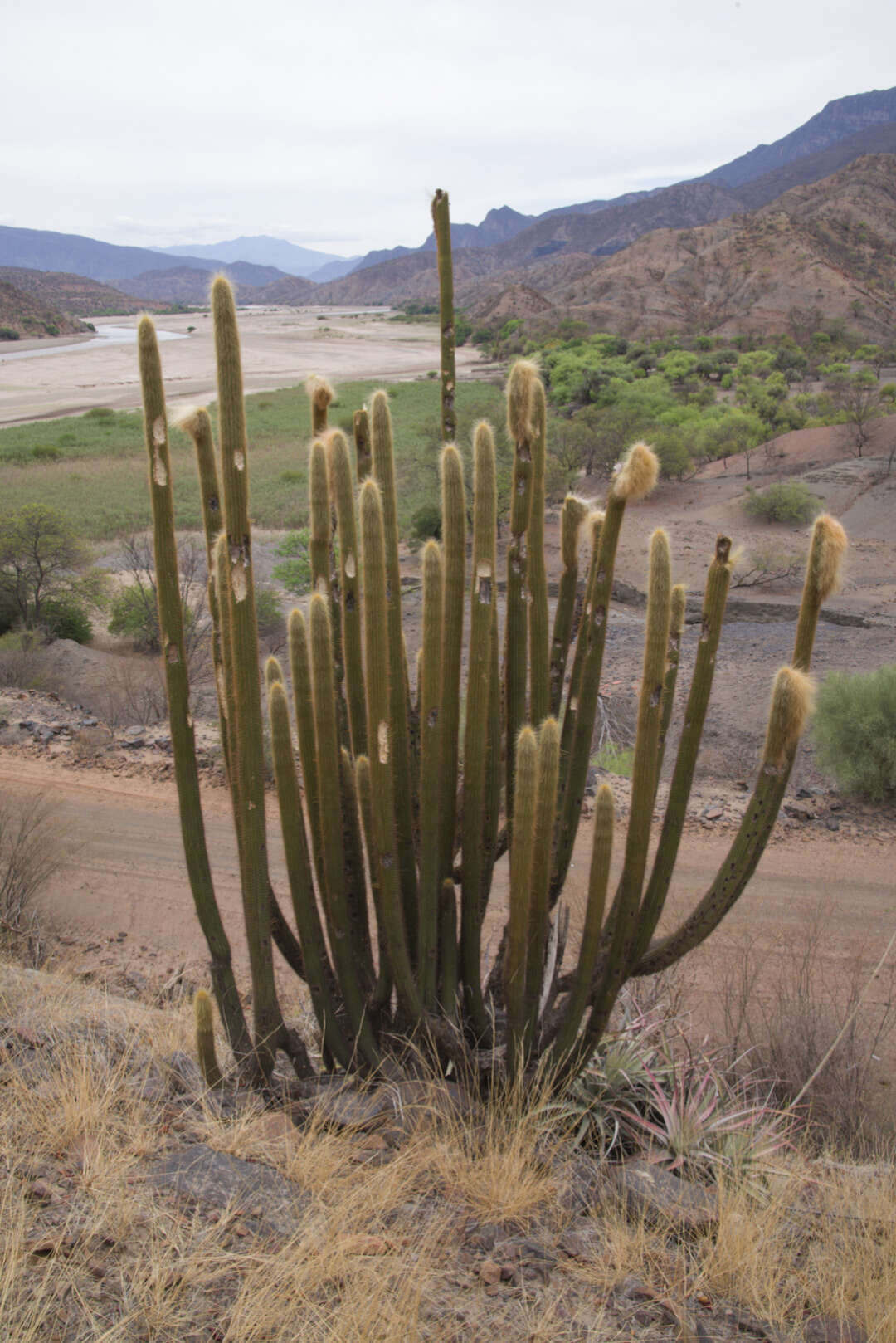 Image of Vatricania guentheri