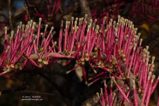 Imagem de Tapinanthus forbesii (Sprague) D. Wiens