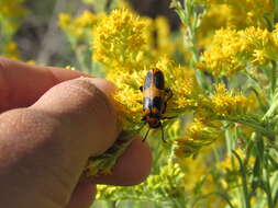 Image of Lytta (Paralytta) quadrimaculata (Chevrolat 1834)