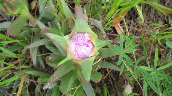 Image of Carpobrotus acinaciformis (L.) L. Bol.