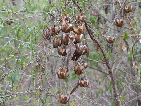 Image de Aristolochia indica L.