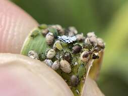 Image of Corn leaf aphid