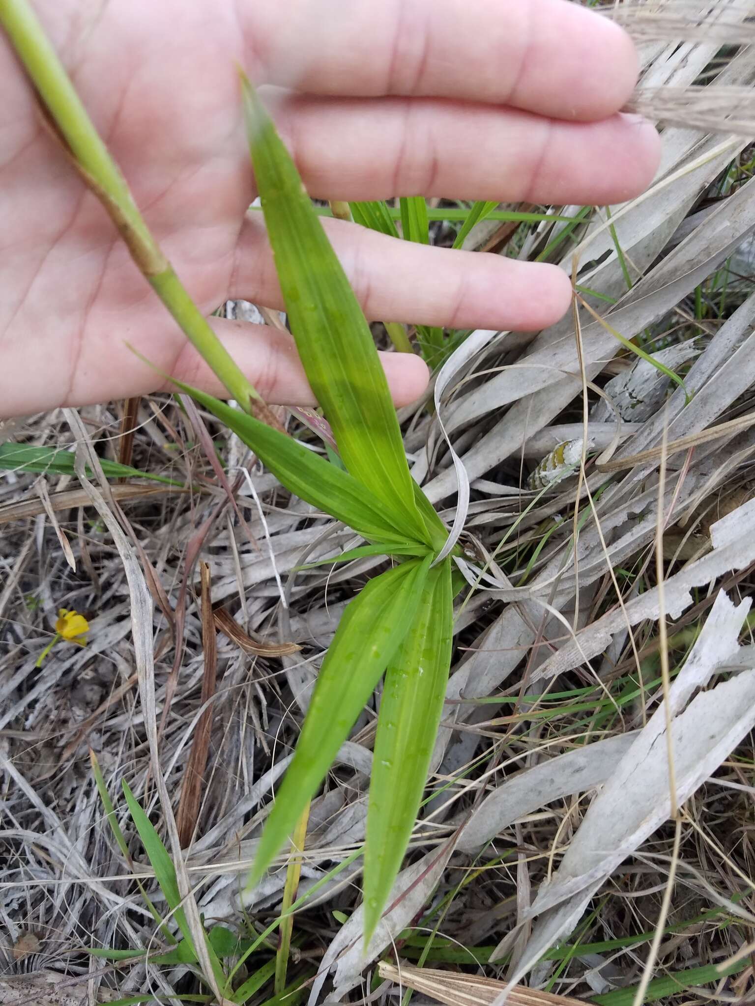 Image of terrestrial cowhorn orchid