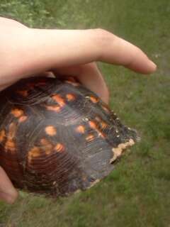 Image of Eastern box turtle