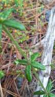 Image of Galium hypocarpium (L.) Endl. ex Griseb.