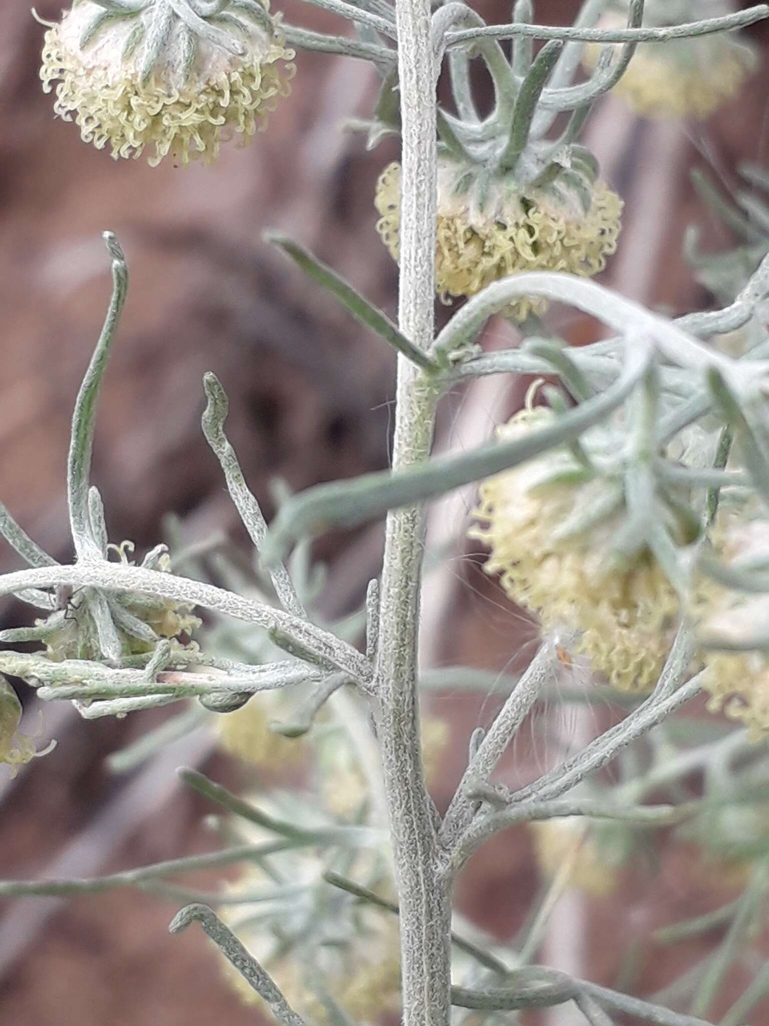 Слика од Artemisia jacutica Drobov