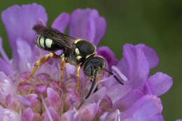 Image of Nomada rufipes Fabricius 1793