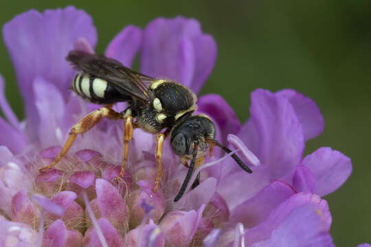 Imagem de Nomada rufipes Fabricius 1793