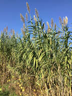 صورة Arundo donax L.