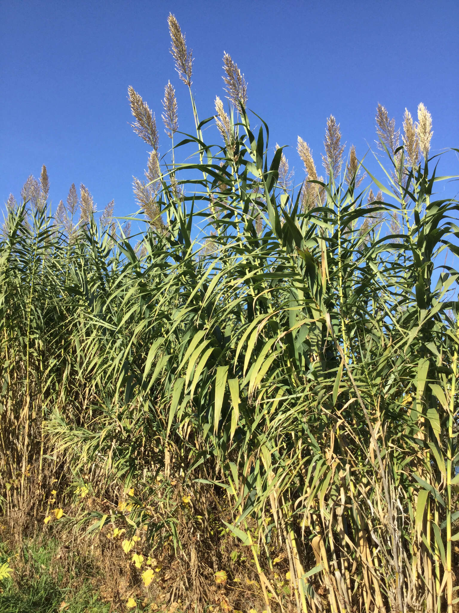 Plancia ëd Arundo donax L.